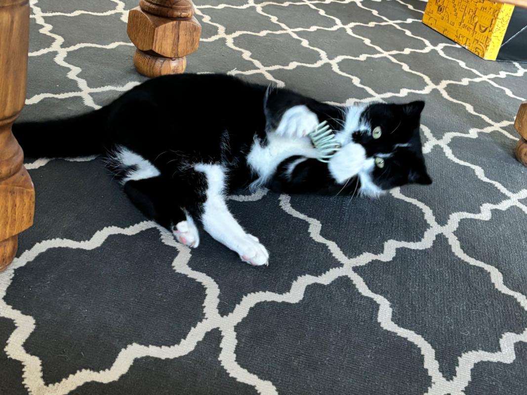 Zorro