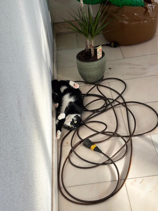 Zorro