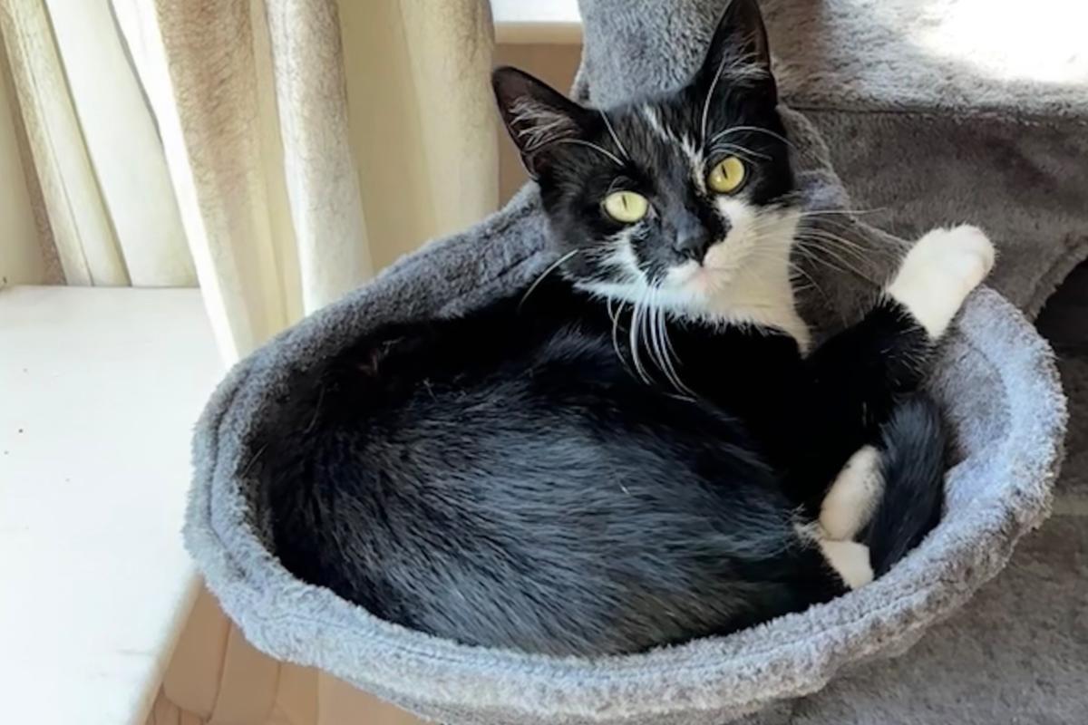 Zorro
