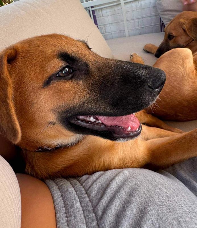 Dexter