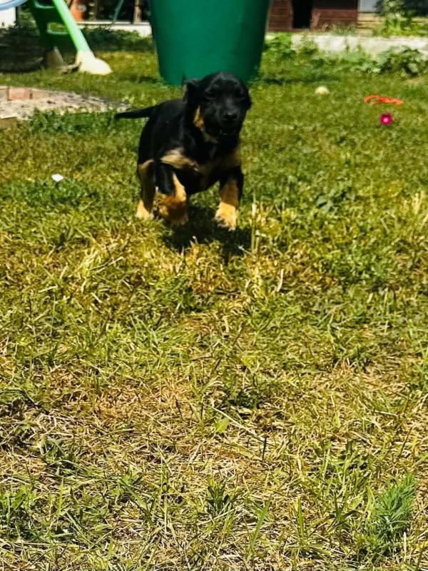 Ozzy