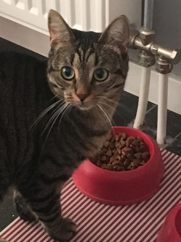 Pipa