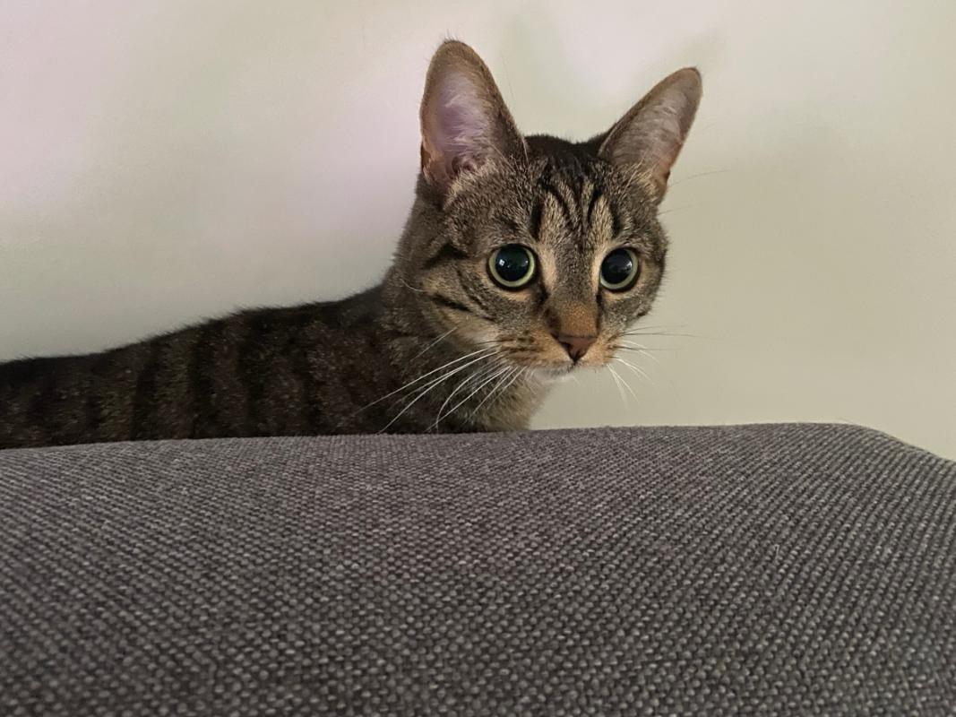 Pipa
