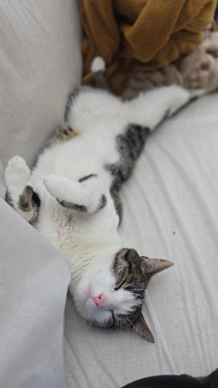 Bisou