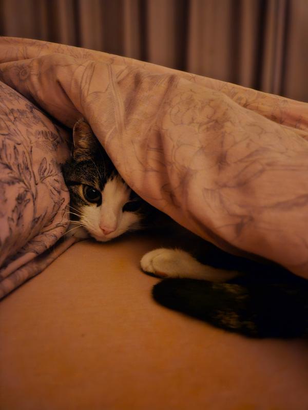 Bisou