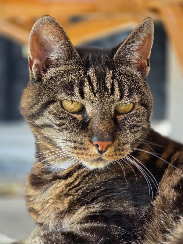 Miep