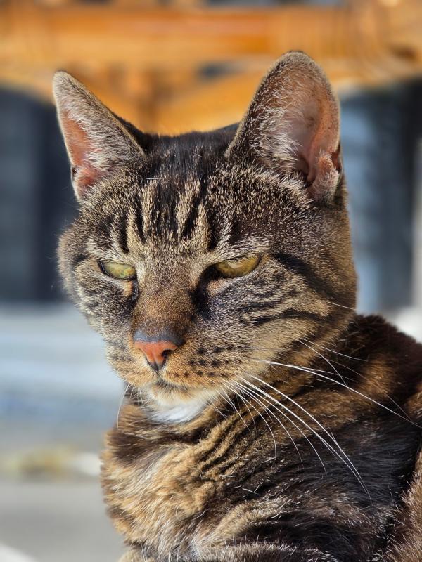 Miep