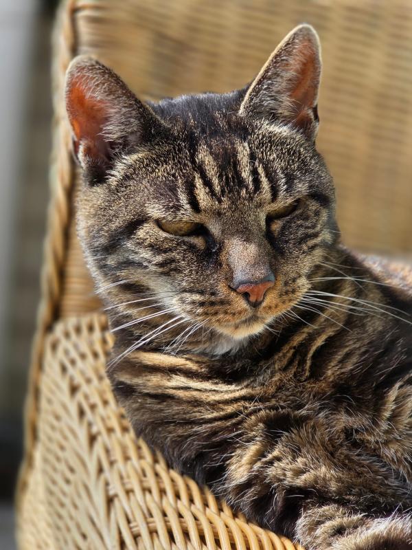 Miep