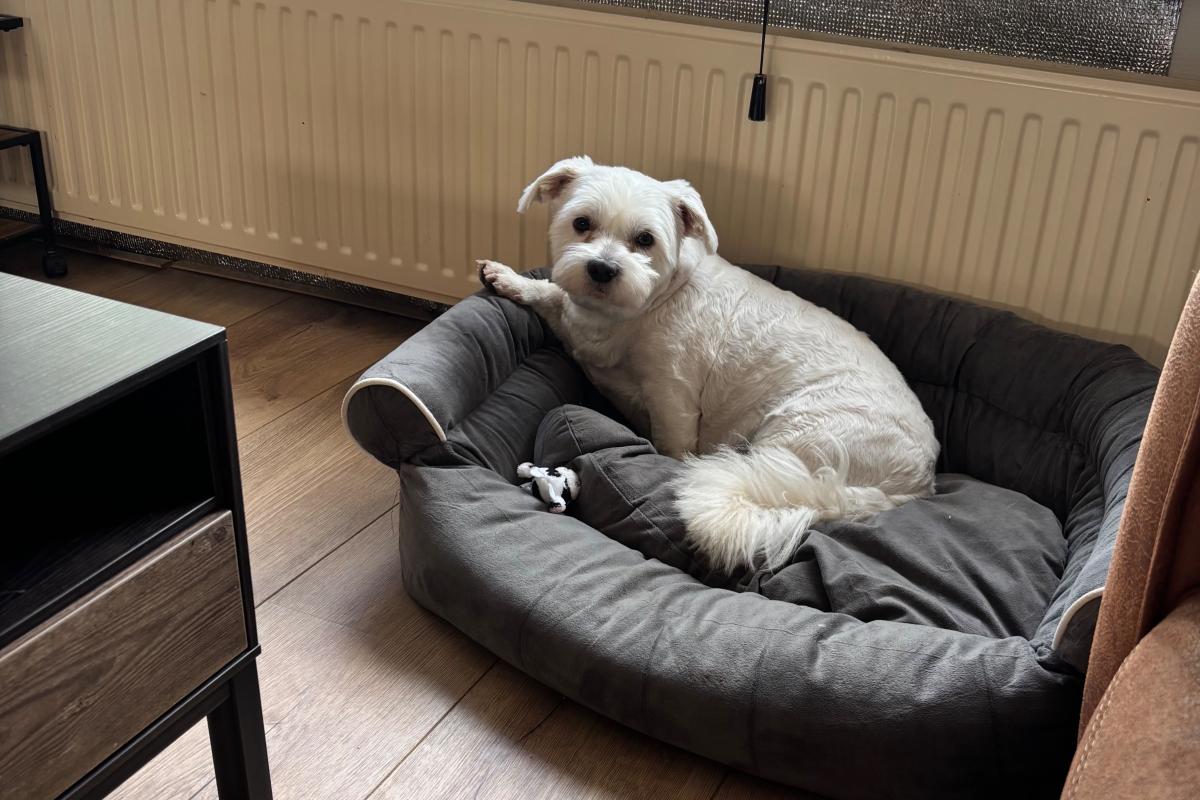 * SPOED * Buddy