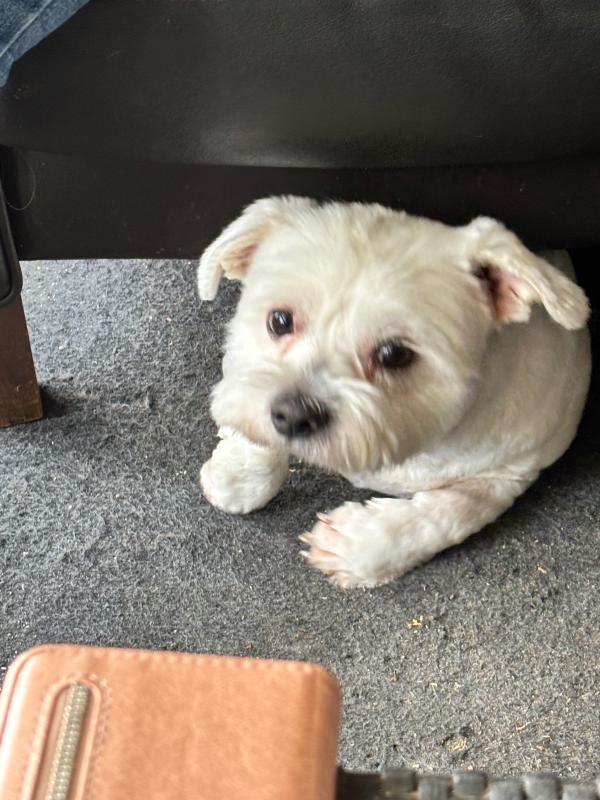 * SPOED * Buddy