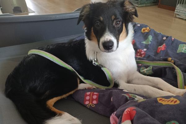 Ziva