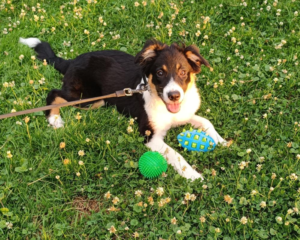 Ziva