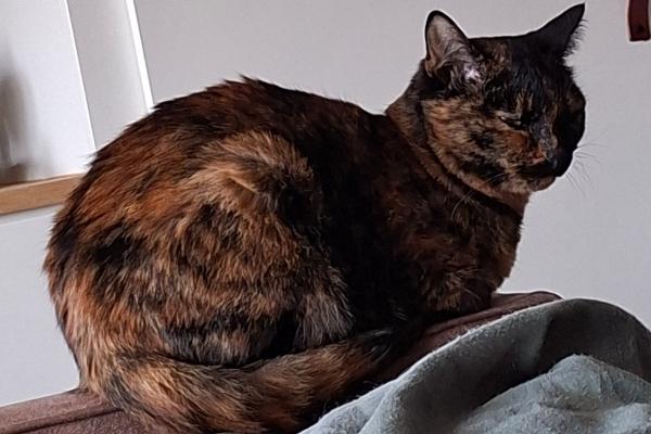 Bella