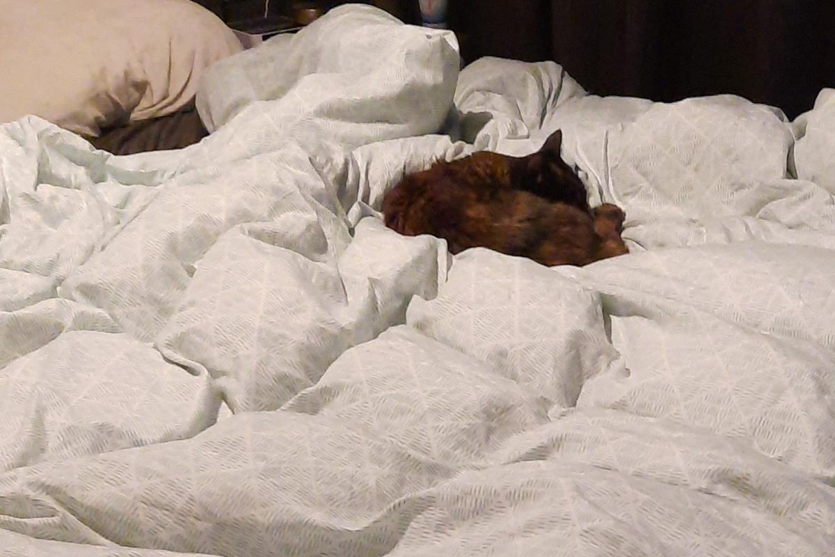 Bella