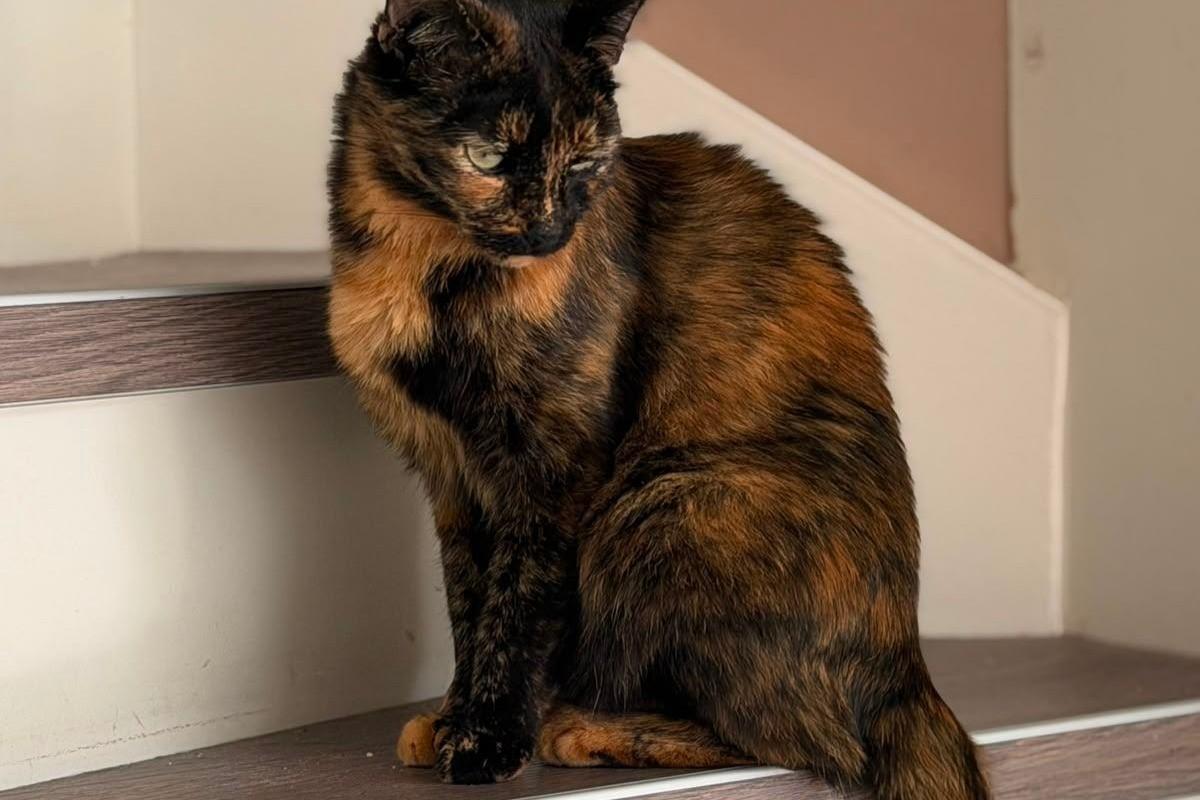 Bella