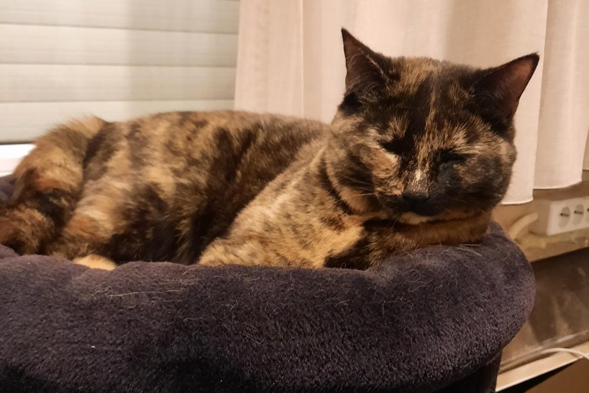 Bella