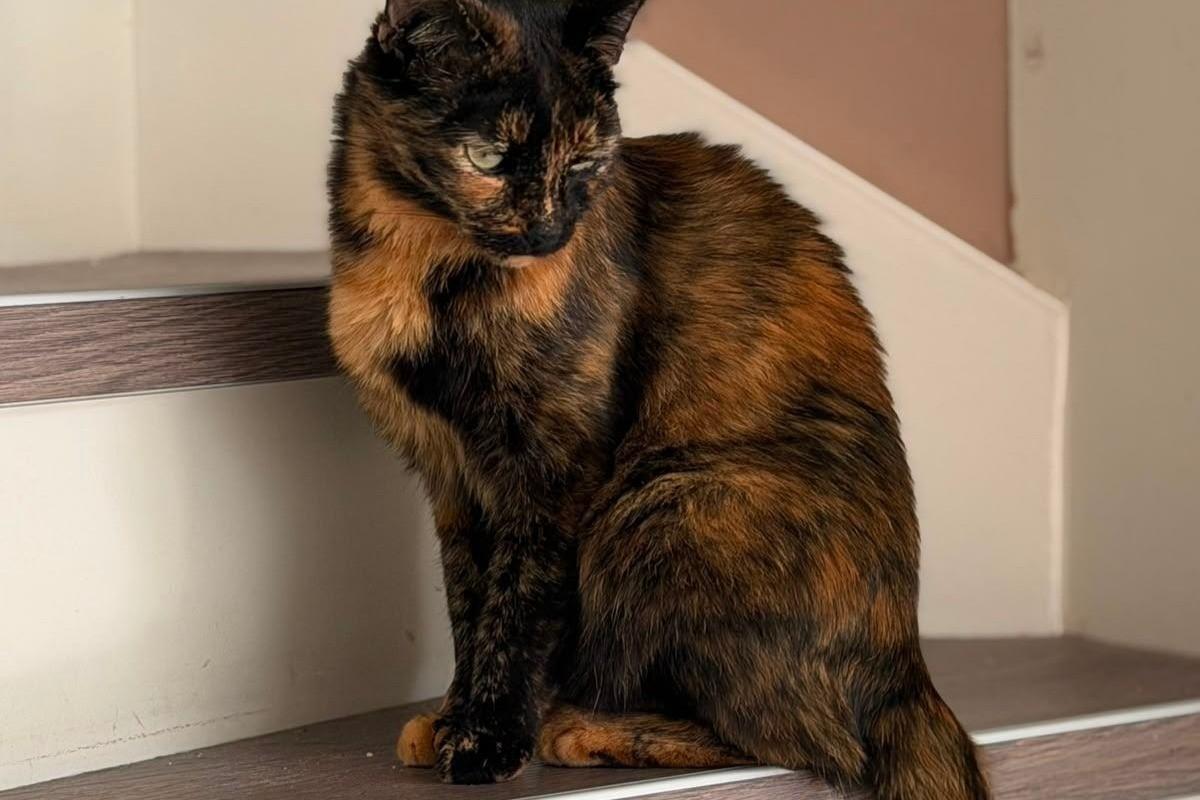 Bella
