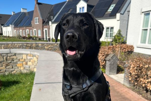 Balou