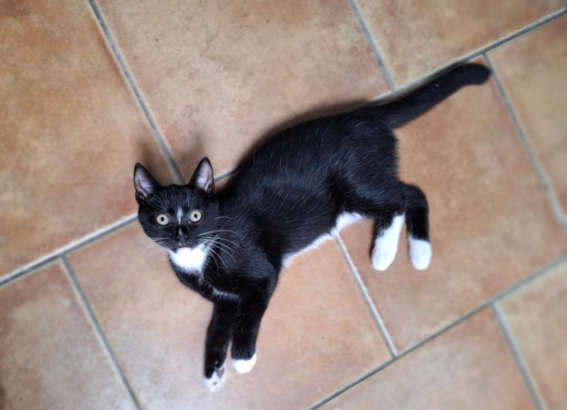Sid