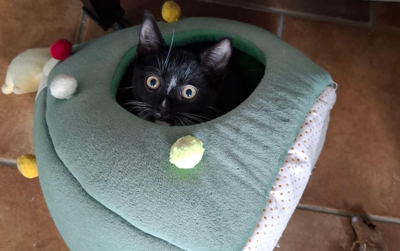 Sid