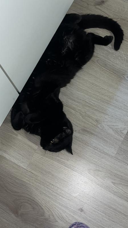 Plukkie