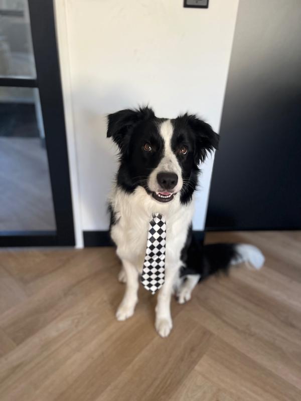Mylo