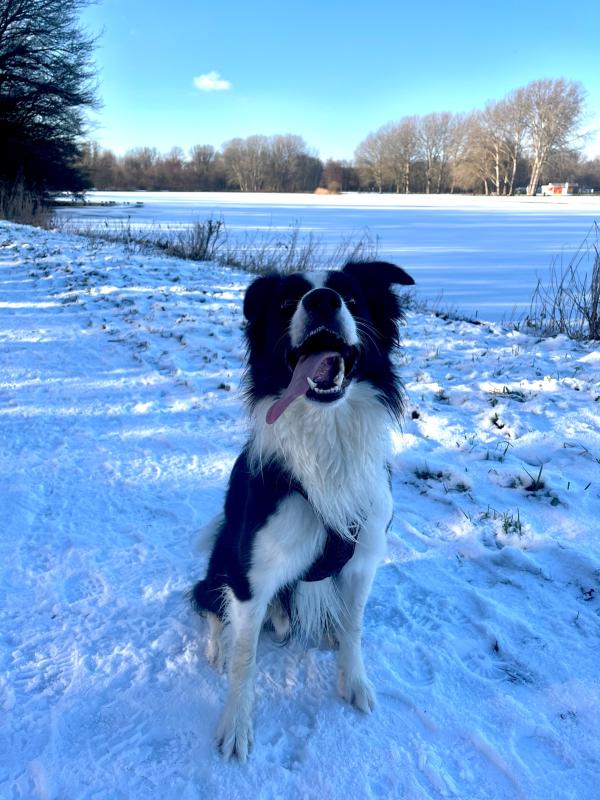 Mylo
