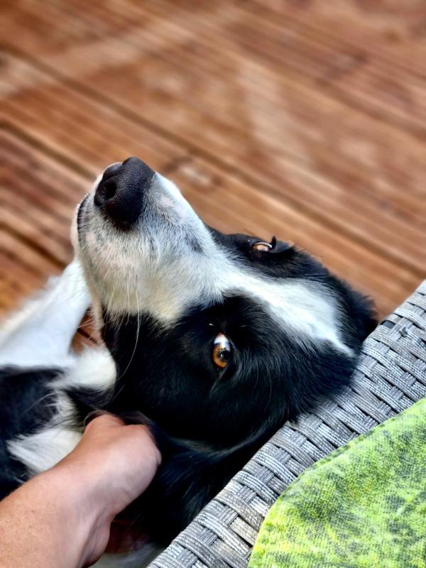 Mylo