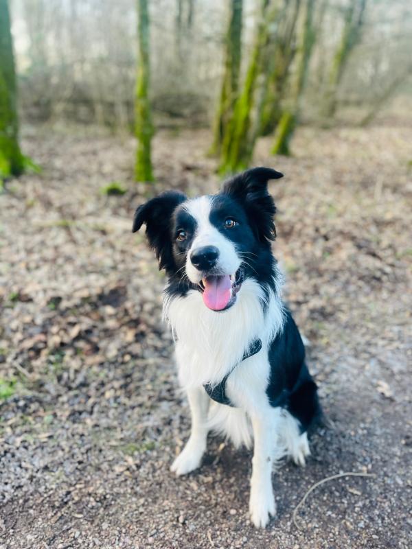 Mylo