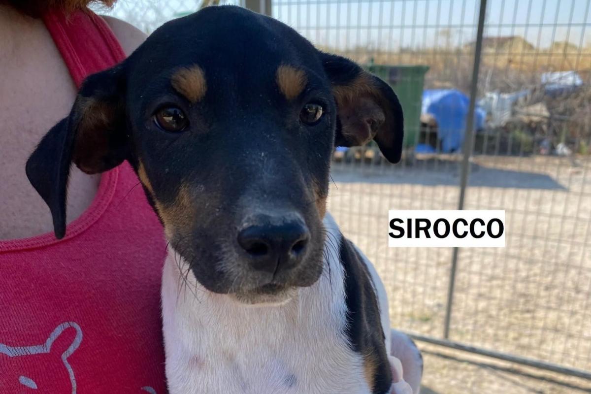 Sirocco