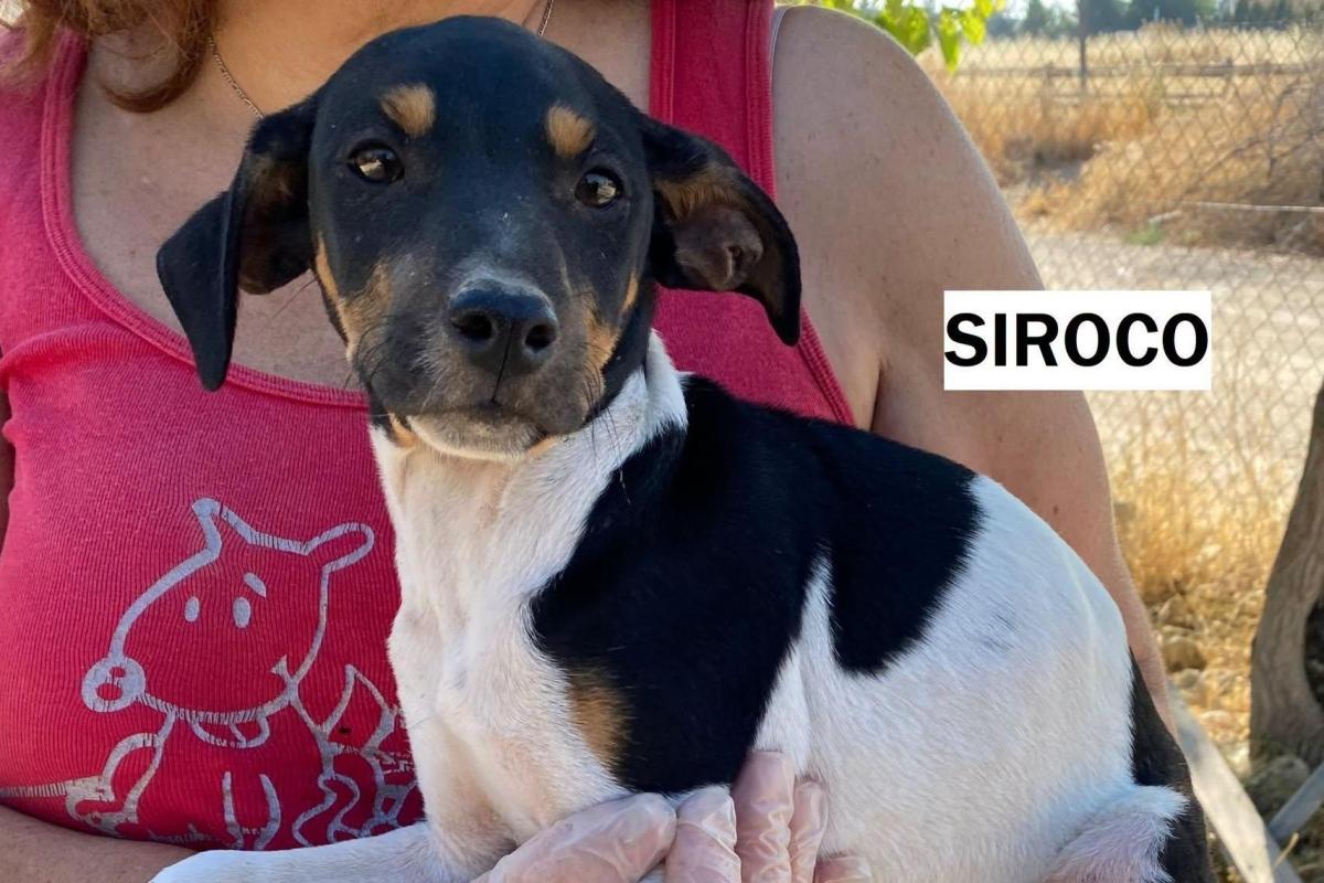 Sirocco