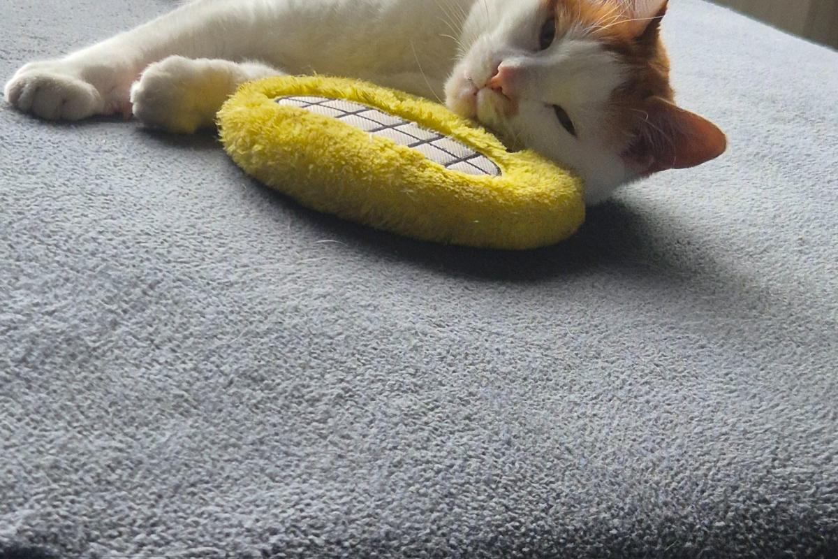 Simba