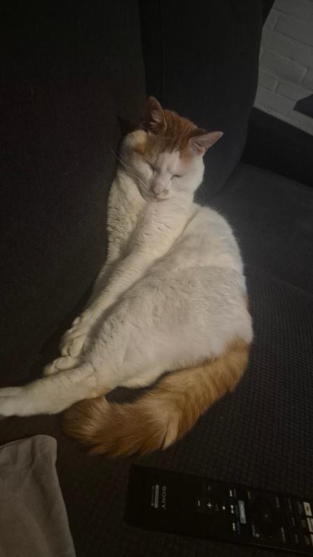 Simba