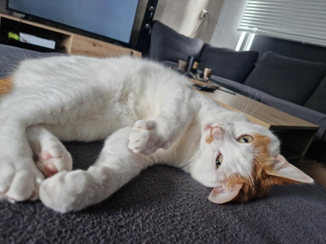 Simba
