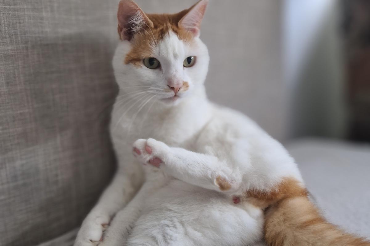 Simba