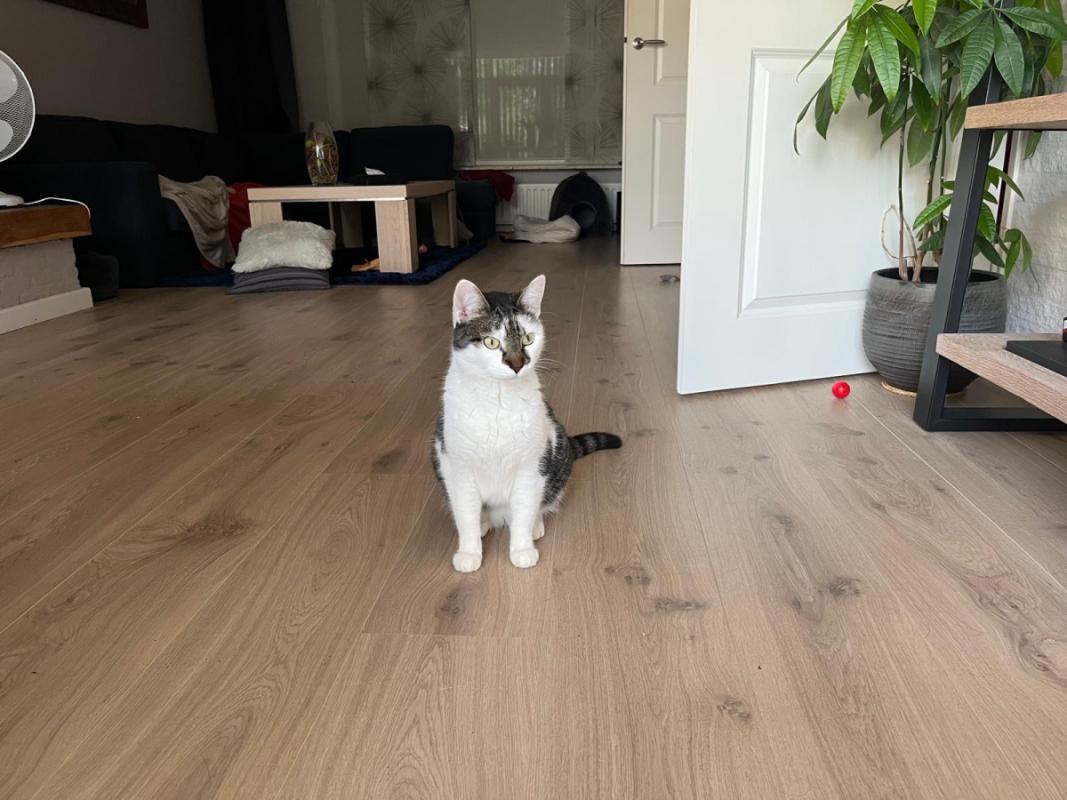 Bella