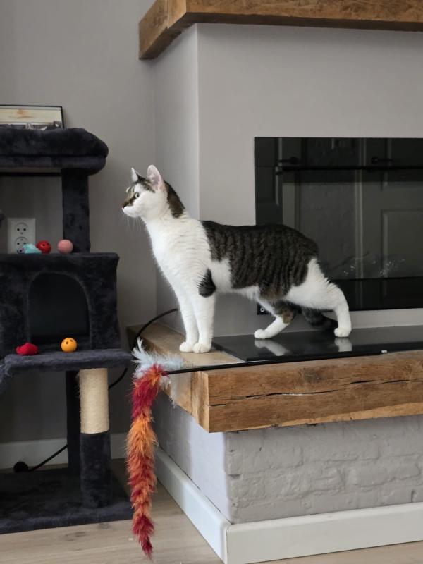 Bella