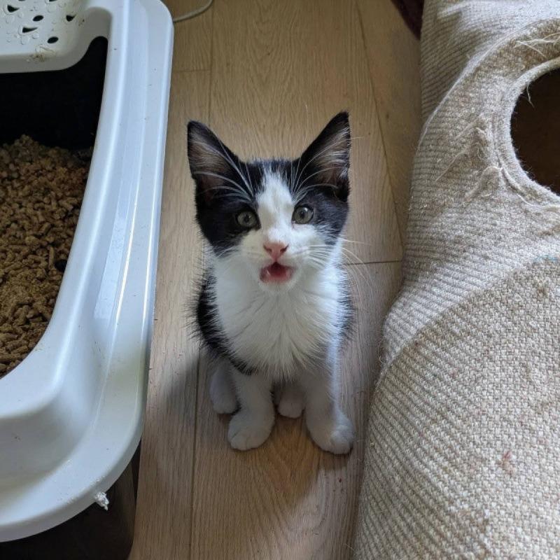 Archie