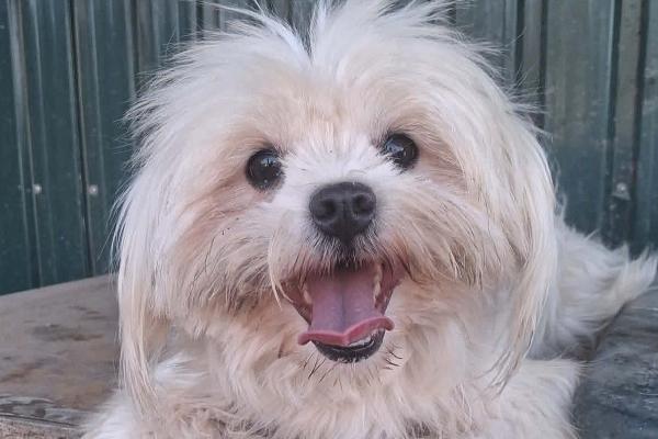 Lola