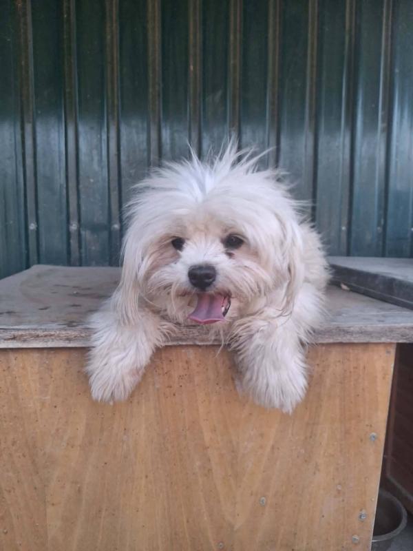Lola