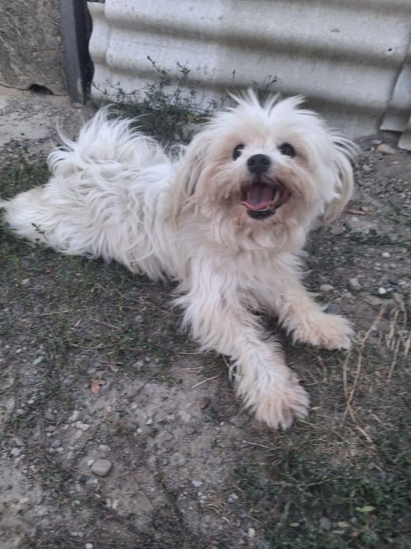 Lola