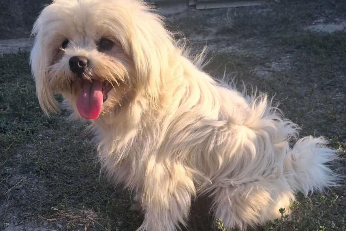 Lola