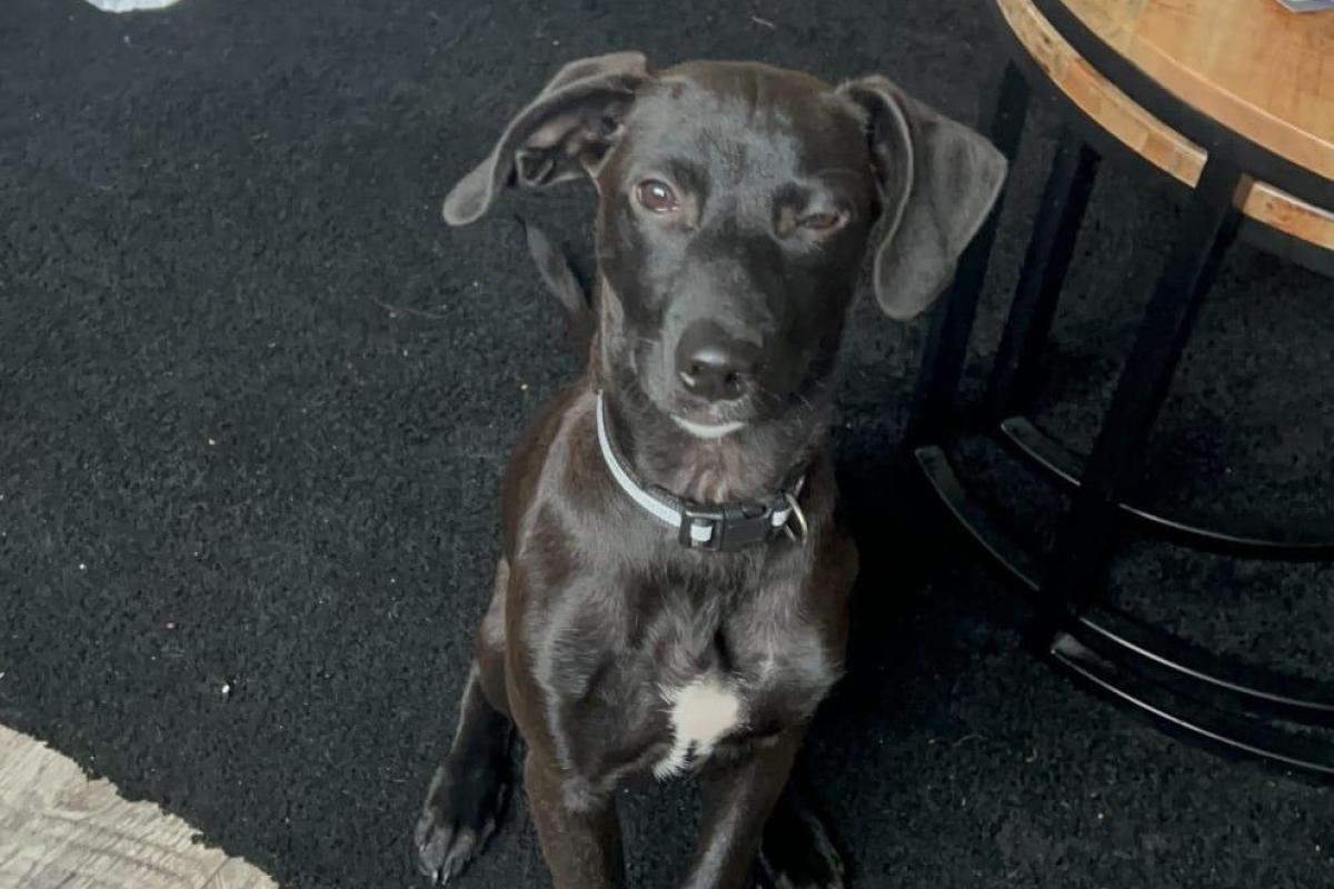 Cooper