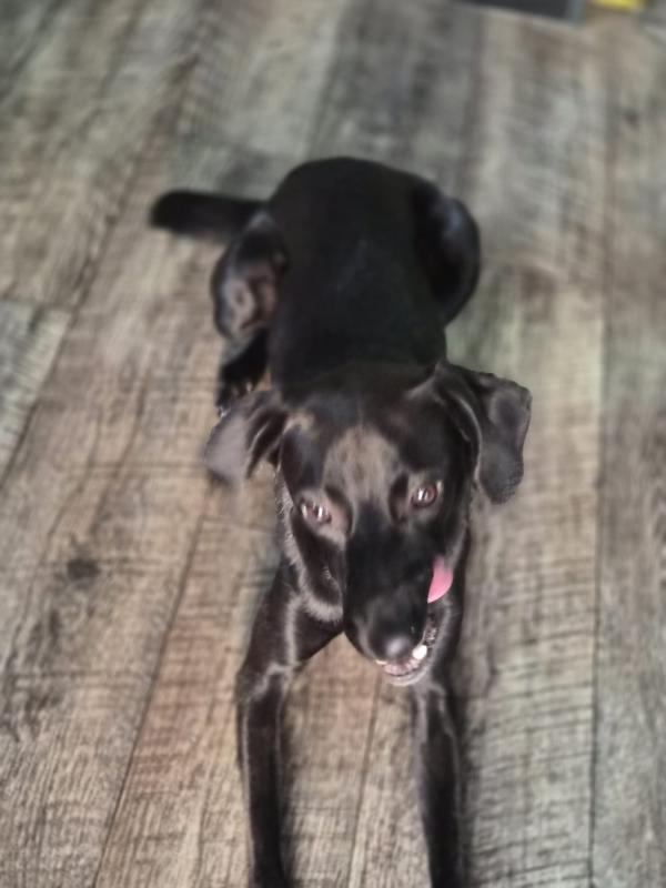 Cooper