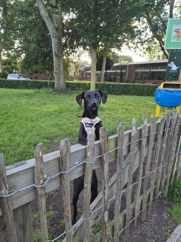 Cooper