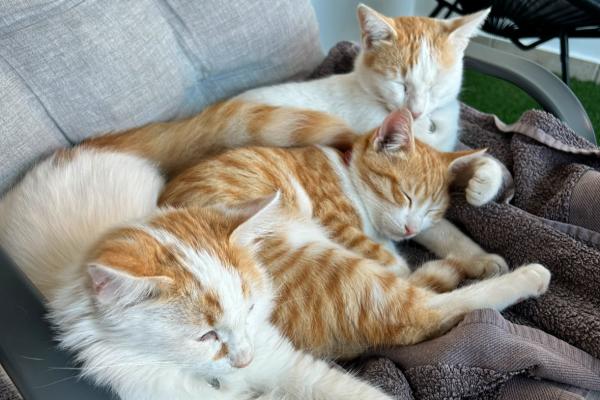 Kato, Frenkie & Garfield