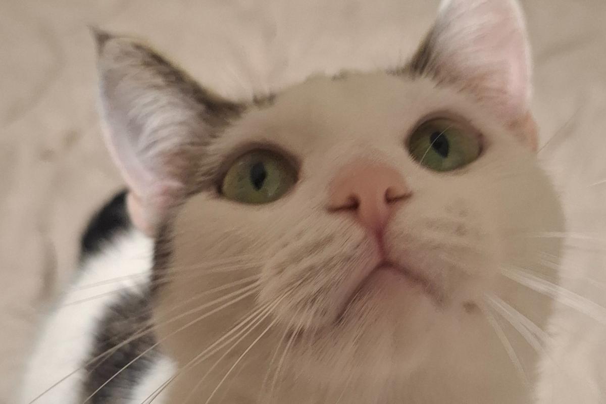 Kiara