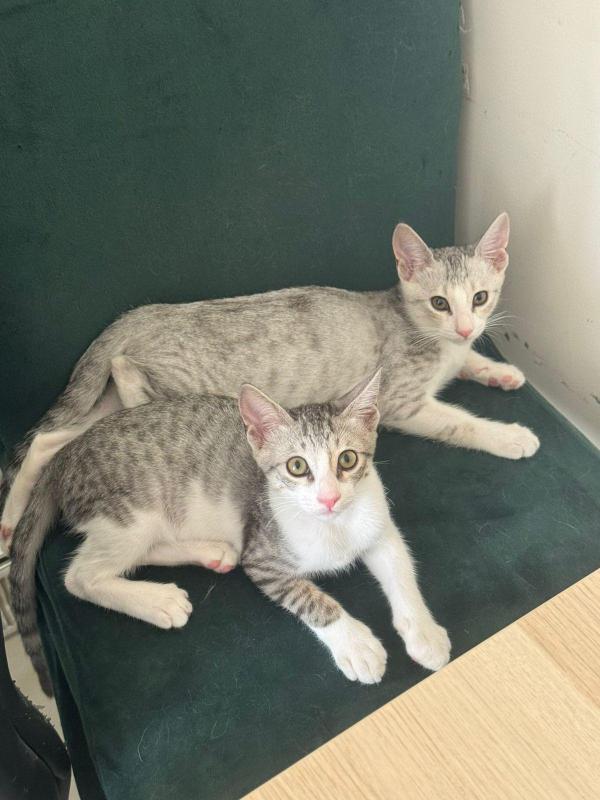 Tom & Jerry