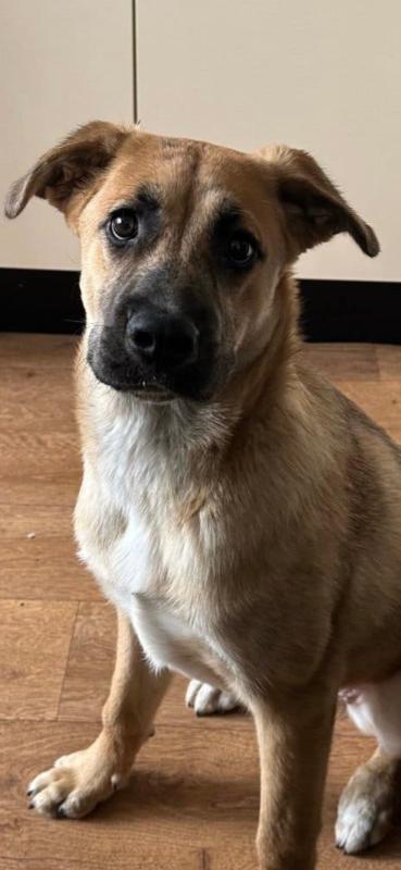 Pip