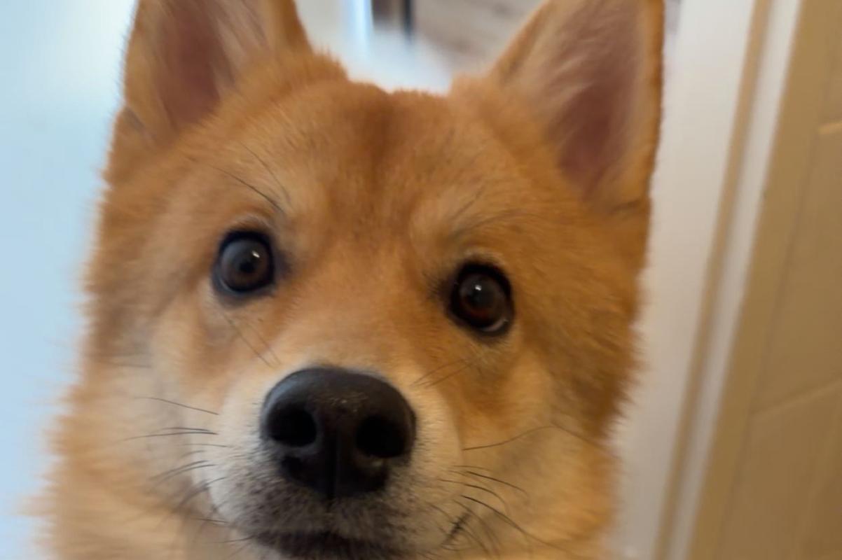 Teddy